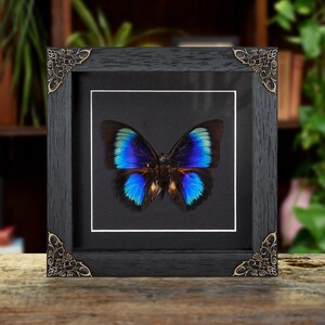 Rare Electric Blue Agrias x Prepona Hybrid Butterfly In Baroque Style Box Frame (Agrias hewitsonis x prepona sp)