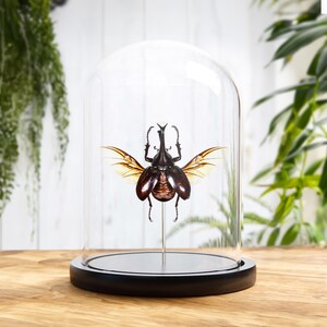 Siamese Rhinoceros Beetle In Glass Dome (Xylotrupes gideon)