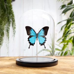 Mountain Blue Swallowtail In Glass Dome (Papilio ulysses)