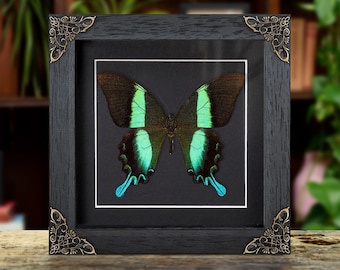 The Peacock Butterfly on Gold Foil Moon Phases Background