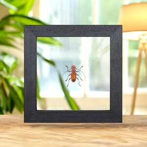 Orange Long-horn Beetle In Clear Glass Frame (Euryphagus lundi)