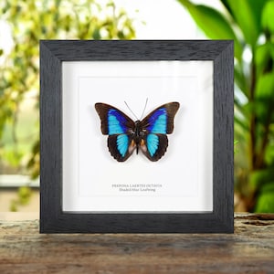 Shaded-blue Leafwing in Box Frame (Prepona Laertes octavia)