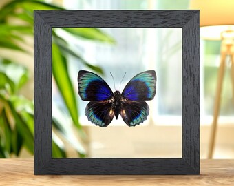 Agrias Butterfly In Clear Glass Frame (Agrias beata beatifica)