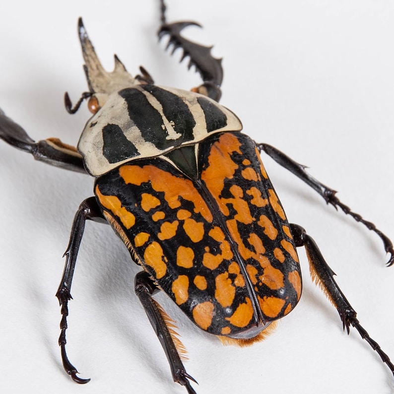 African Flower Beetle in Box Frame (mecynorrhina Oberthuri Decorata) - Etsy