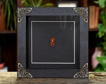 May include: A framed insect specimen with a black wooden frame and ornate corner accents. The insect is red and black, mounted on a black background with a white border. The frame is displayed on a wooden surface.