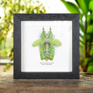 Gray's Leaf Insect with Wings Spread in Box Frame Phyllium bioculatum image 1