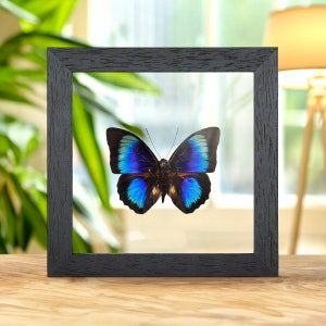 Rare Electric Blue Agrias x Prepona Hybrid Butterfly In Clear Glass Box Frame (Agrias hewitsonis x prepona sp)