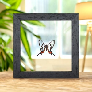 Glass-wing Butterfly In Clear Glass Box Frame (Chorinea sylphina)