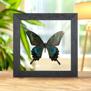 Alpine Black Swallowtail Summer Form (Papilio maackii summer form)