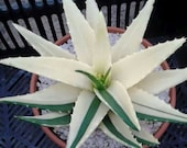 100pcs Succulents Seed Plant Aloe Vera Seeds Beauty Edible Cosmetic Bonsai Plants Seeds