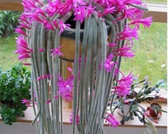 30PCs Seeds Salvia Leucantha Imported Mexican Bush Sage Pink Flower Bushy Shrub