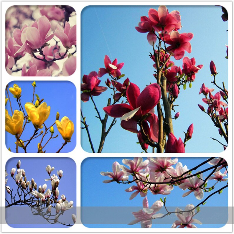 Yulan Magnolia Flower Bud Best Flower Wallpaper