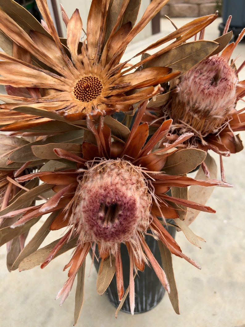 Dried Protea Cut Flowers 5 Stems in shipment Etsy