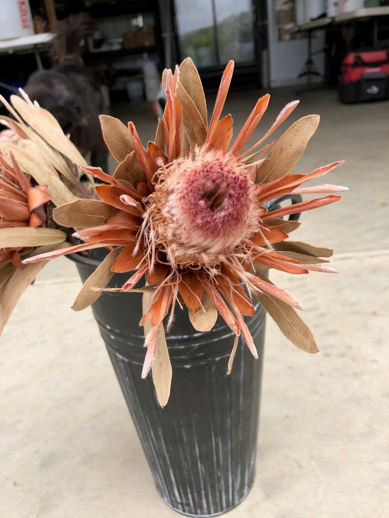 Dried Protea Cut Flowers 5 Stems in shipment Etsy