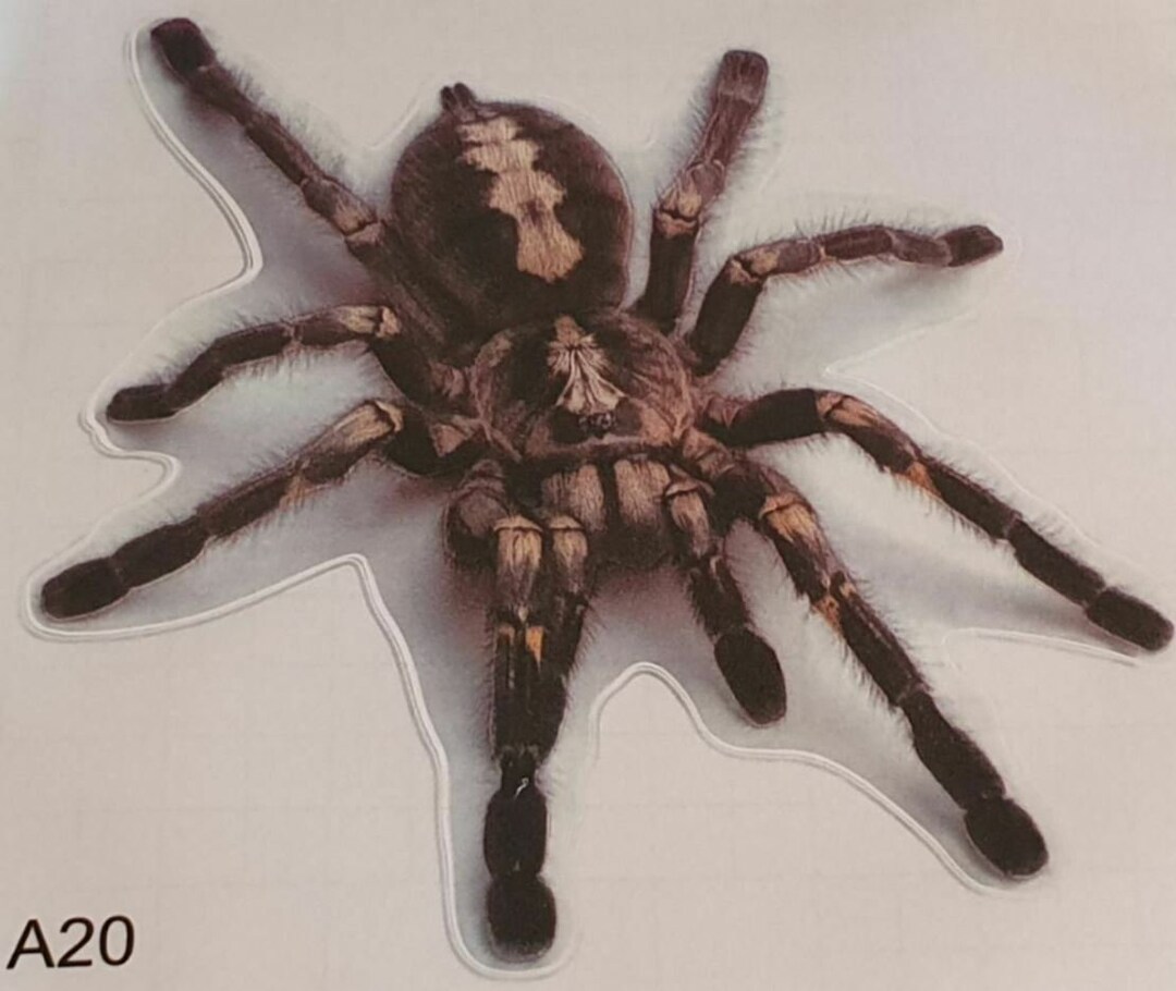 2 Stück Autoaufkleber Spinne Spider Bad Full 3D Emblem Aufkleber Auto Sticker (Rot