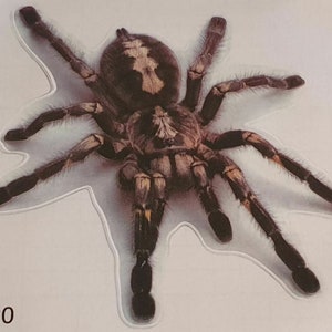 New Cool 3D Car Styling Funny Spider Car Sticker Waterproof Decals.