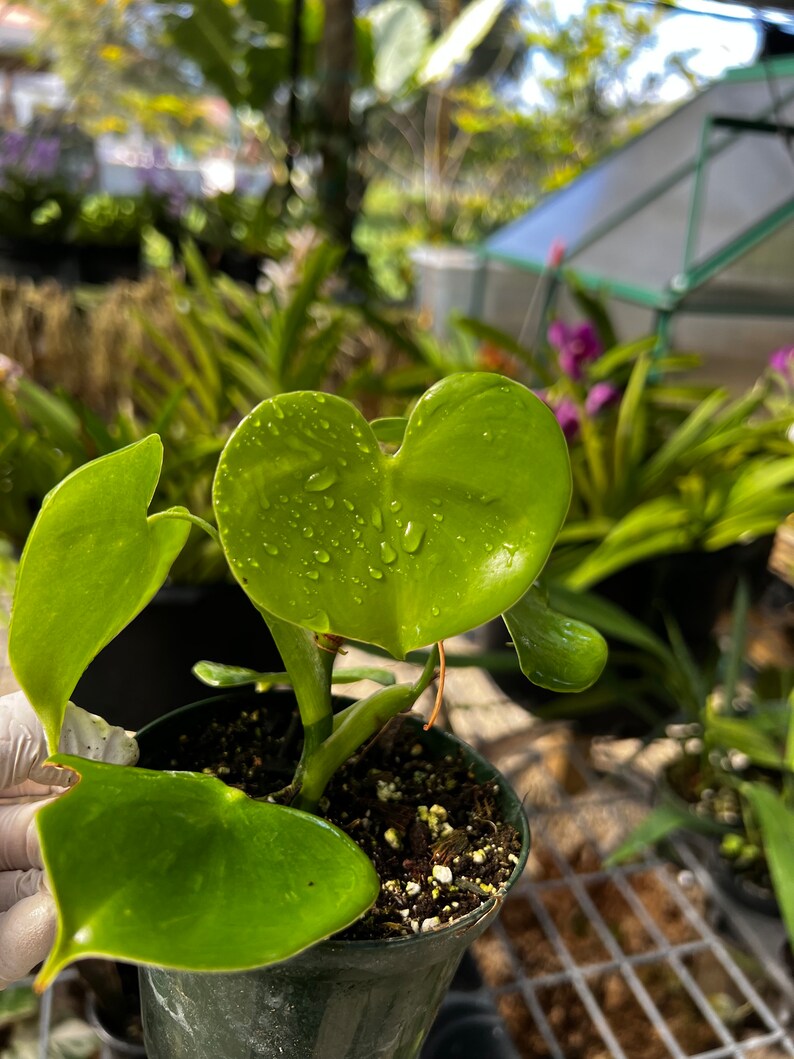 Philodendron grazielae