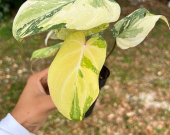 Philodendron Gloriosum Variegated