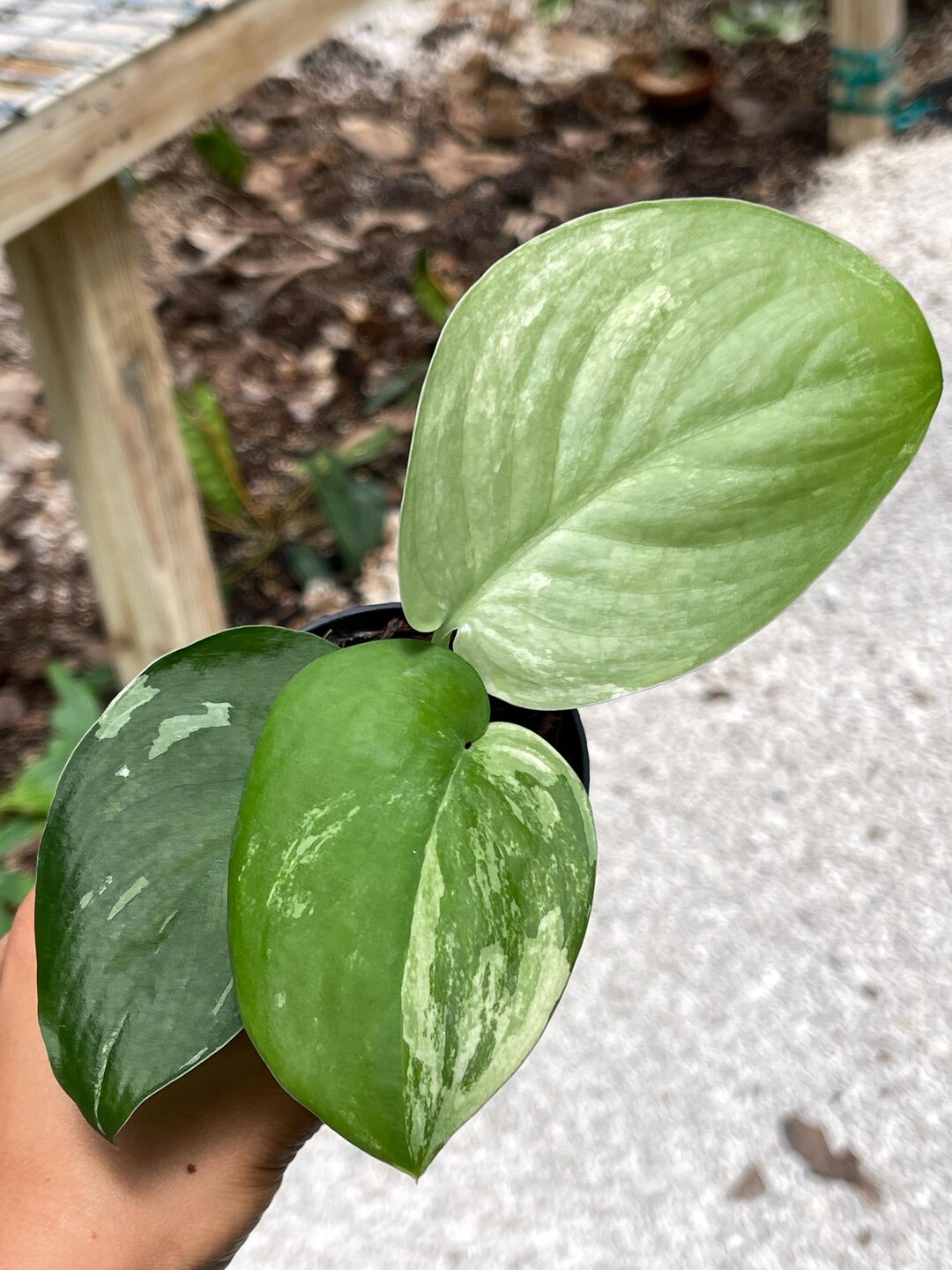 Scindapsus Variated Scindapsus Variegated | Live Plants | Ship: Monday & Tuesday - Etsy