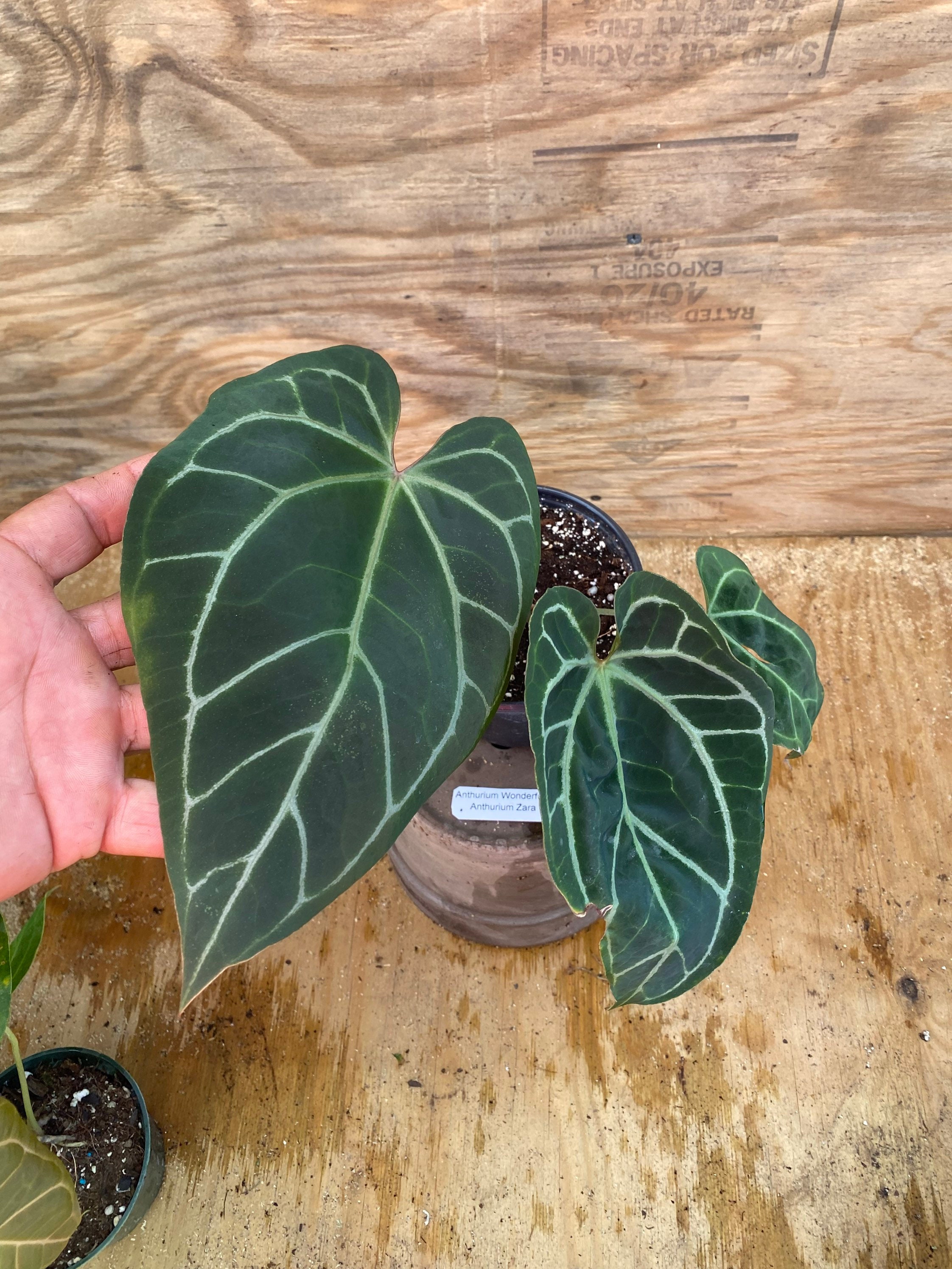 Anthurium Wonderful X Anthurium Zara | Free Shipping