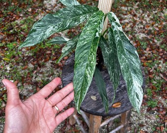 Rhaphidophora Megasperma Variegated