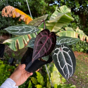 Large Anthurium Red Velvet Cake X Zara Doc Block With Authenticity