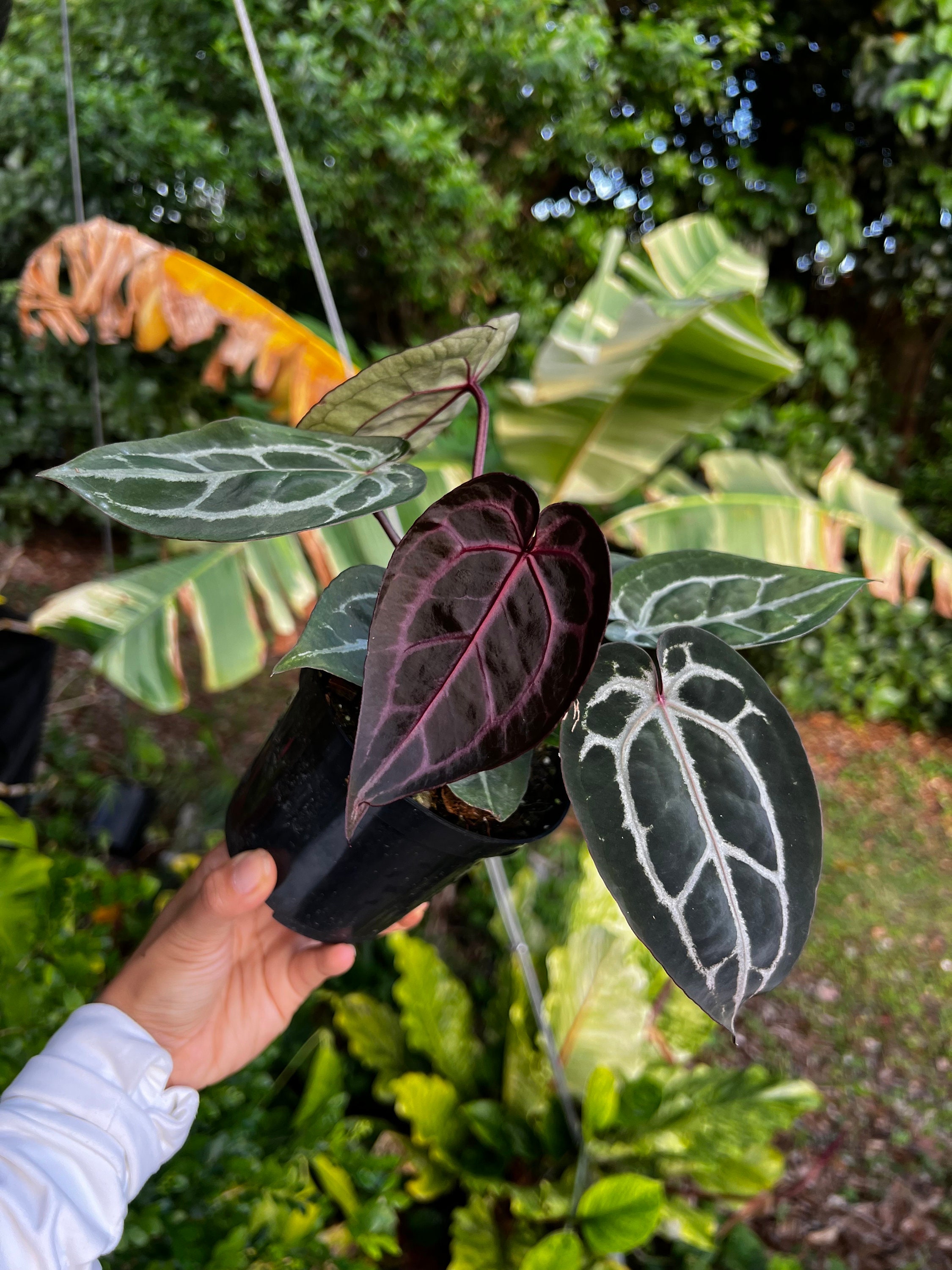 Large Anthurium Red Velvet Cake X Zara Doc Block With Authenticity