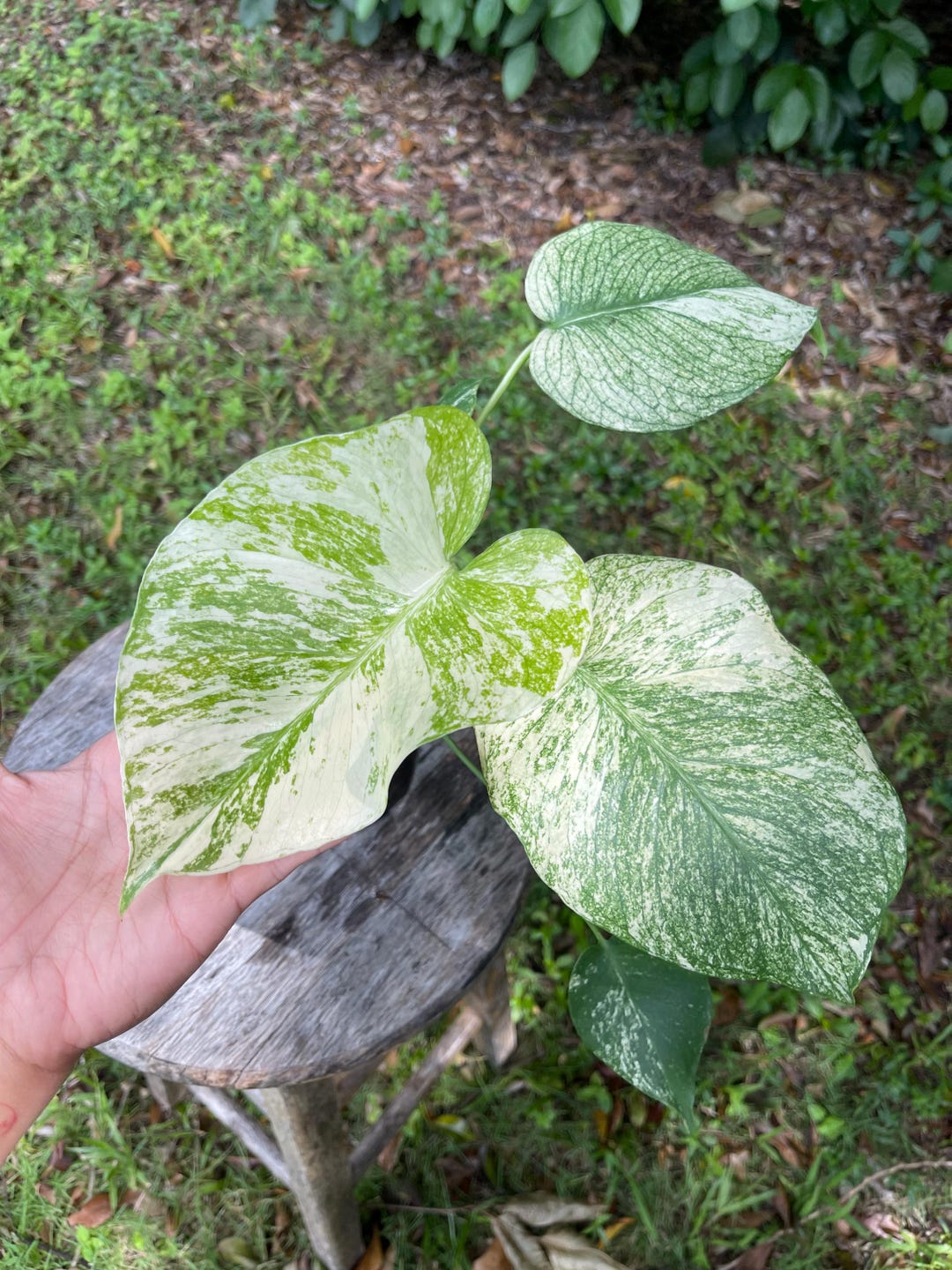 Monstera Mint Christina08garden on Sale Ship Monday & Tuesday Etsy