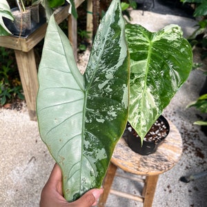 Alocasia Longiloba Variegated | Christina08garden | on Sale - Etsy