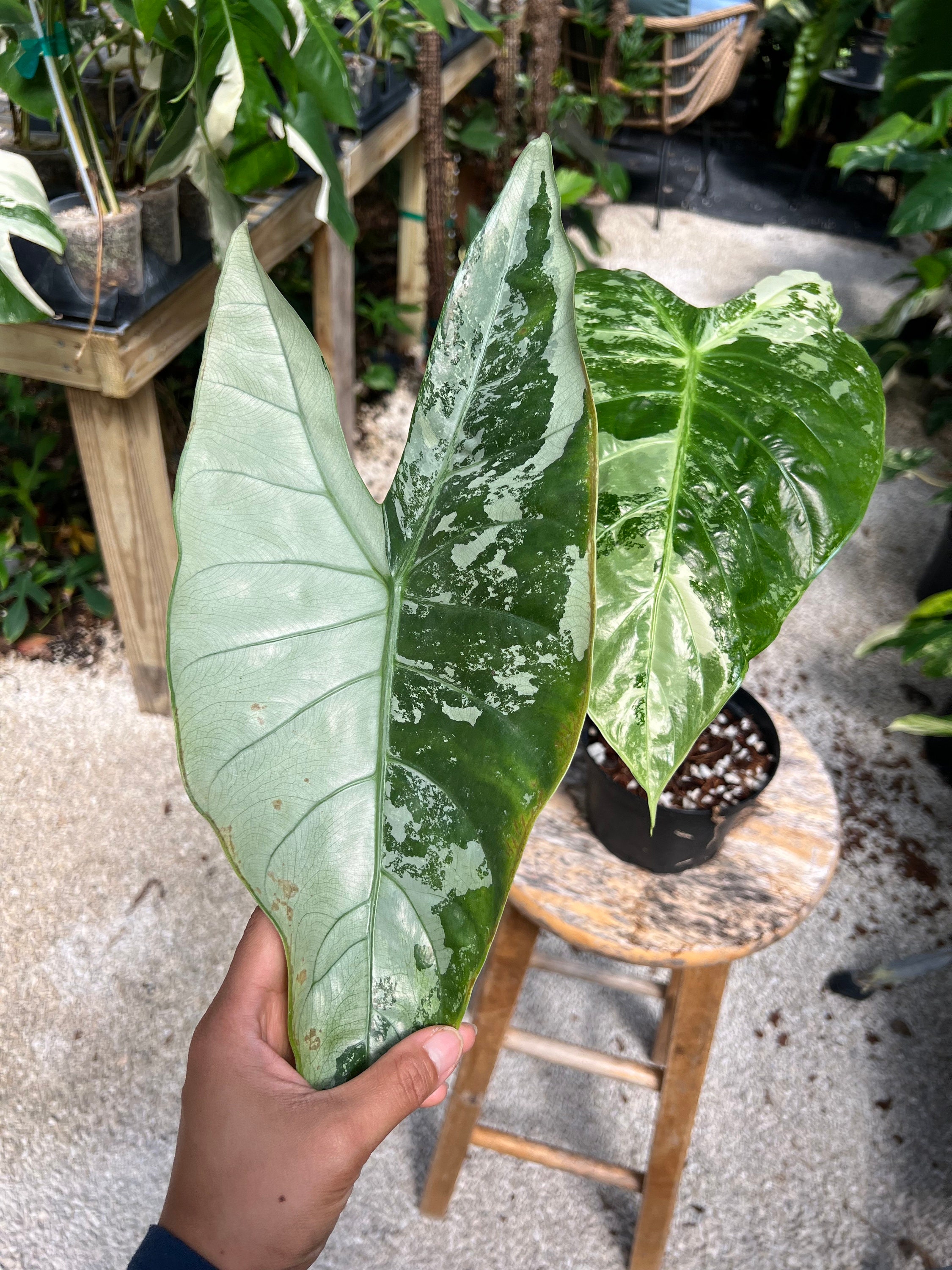 Alocasia Longiloba Variegated | Christina08garden | on Sale - Etsy