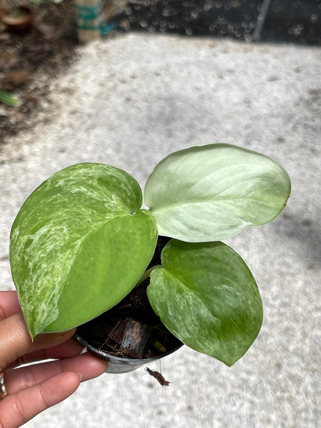 Scindapsus Variated Scindapsus Variegated | Live Plants | Ship: Monday & Tuesday - Etsy
