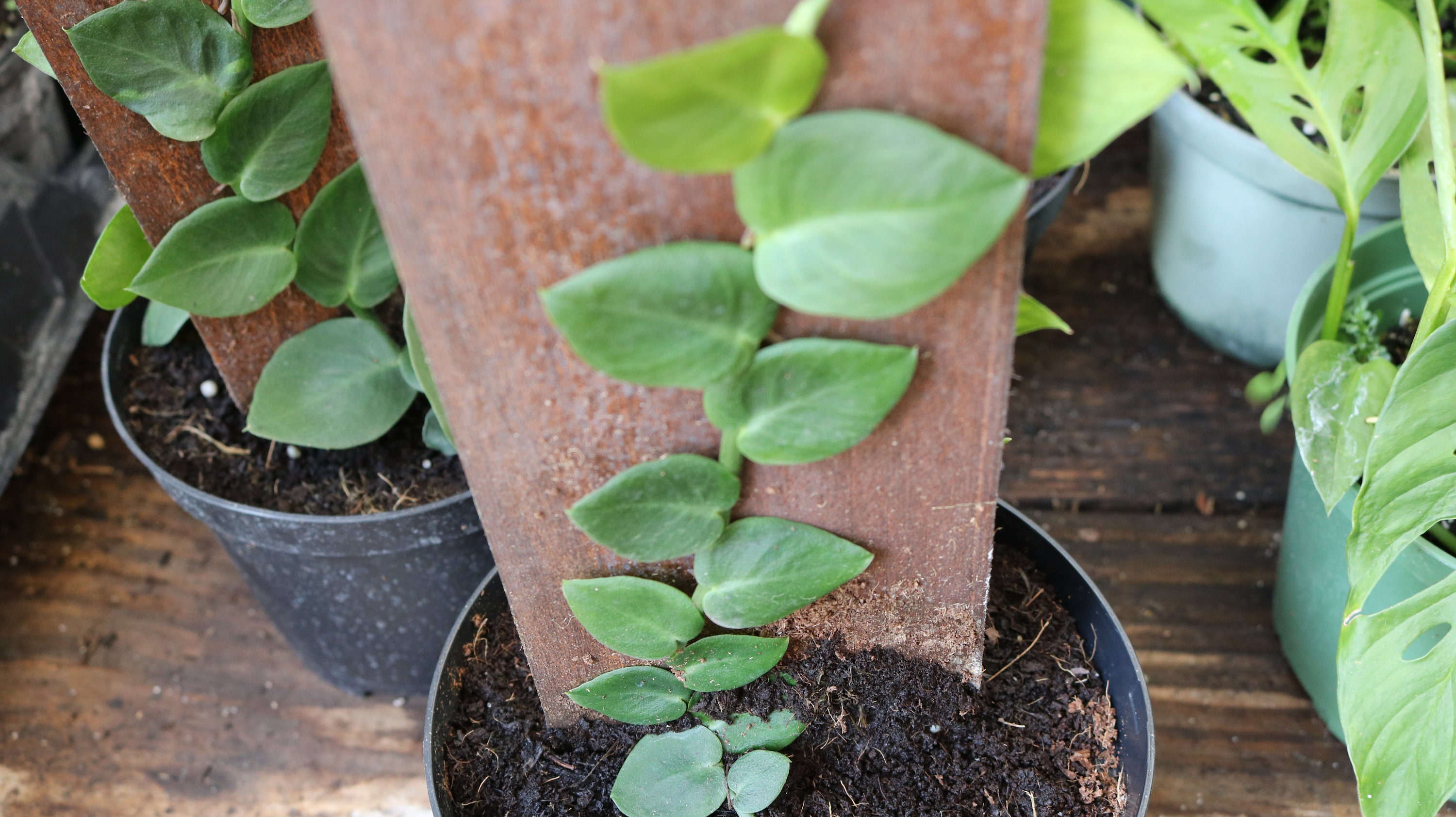 Shingle vine plant care