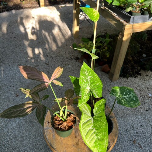Bundle plants | Epi albo, Syngonium Panda Galaxy , Syngonium pink splash shops | Christina08Garden | On sale