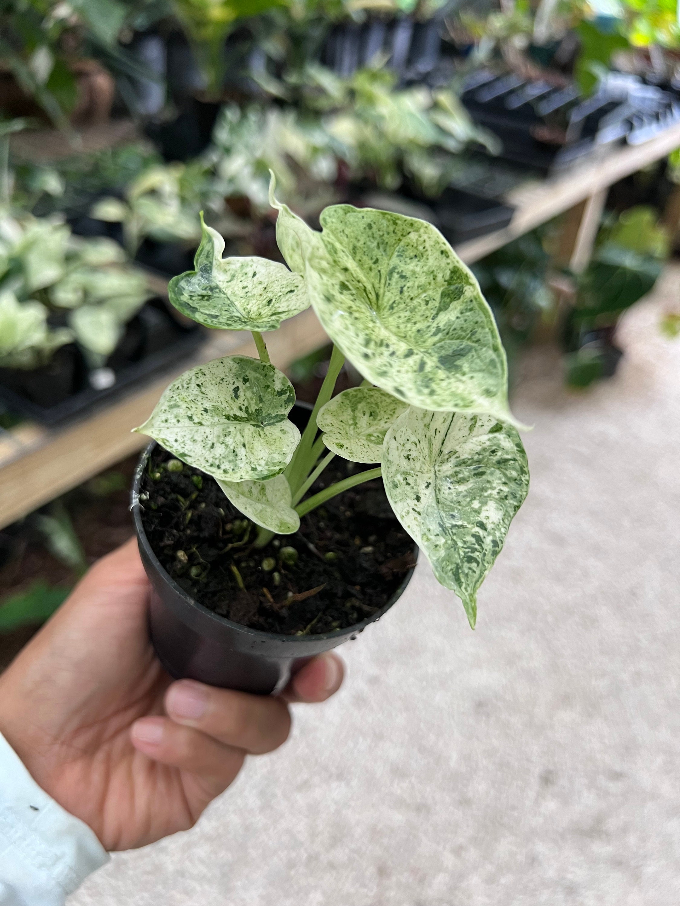 Alocasia Baginda Dragon Scale Mint Variegated Alocasia Baginda Dragon Scale Mint Variegated