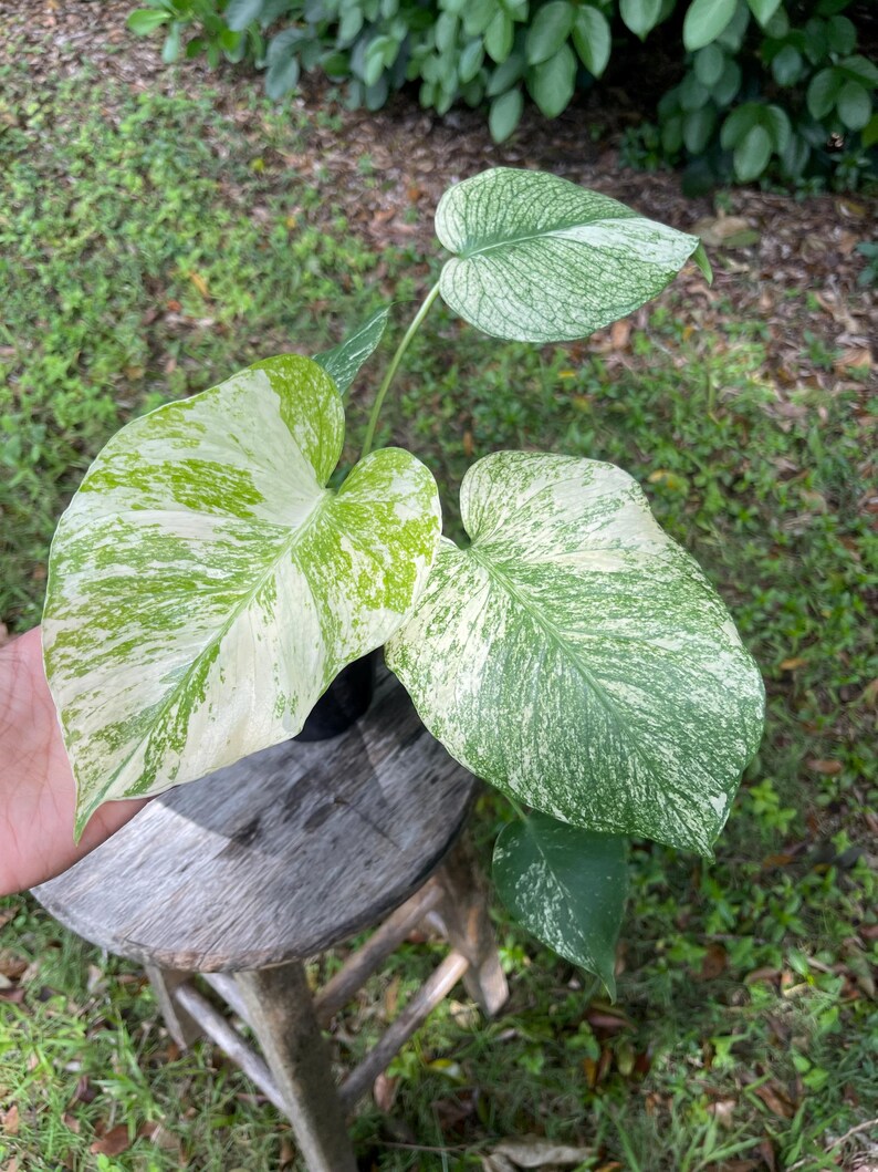 Monstera Mint Christina08garden on Sale Ship Monday & Tuesday Etsy