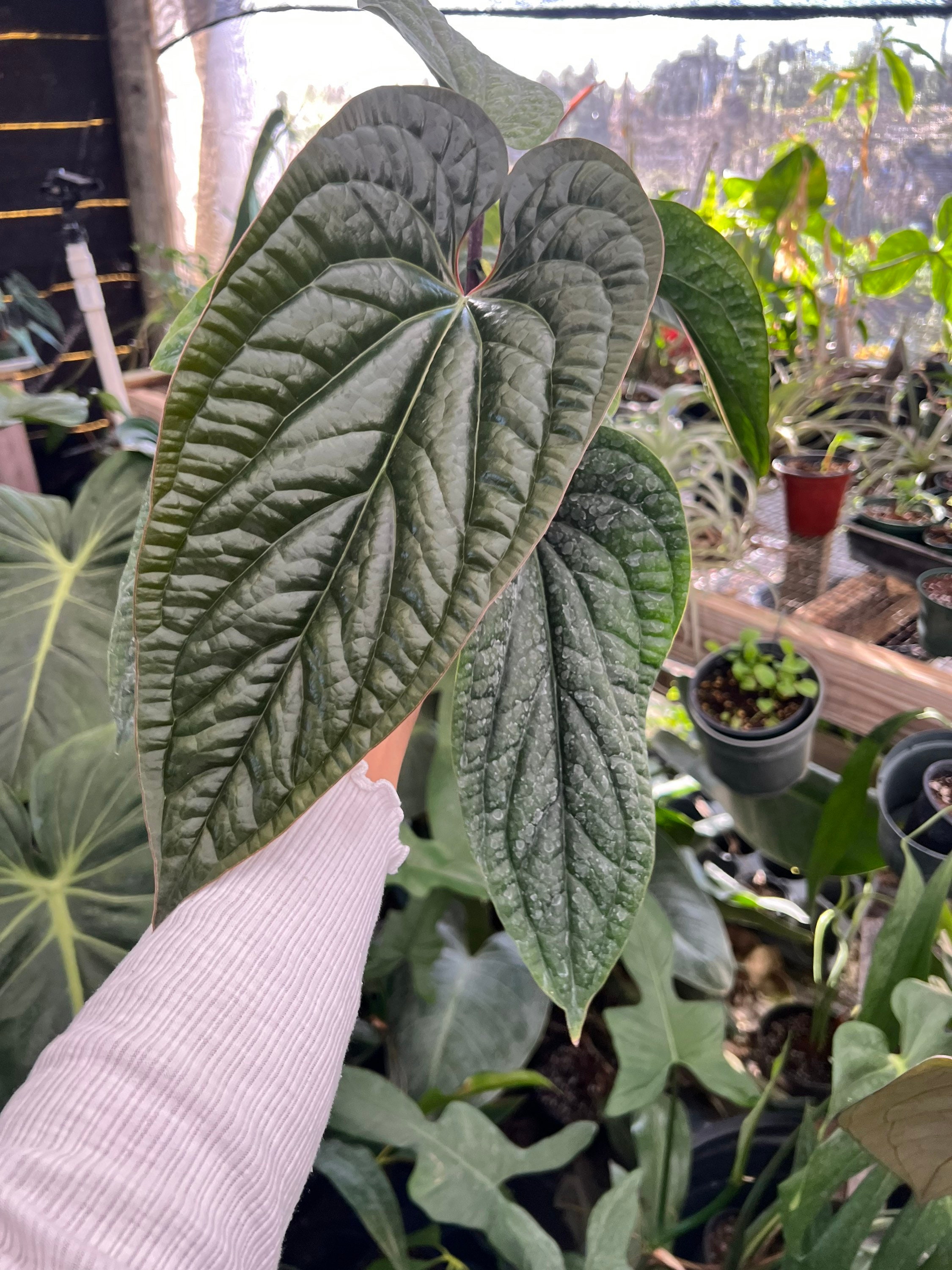Anthurium Regale X Luxurians *FREE SHIPPING* U.S Seller / From