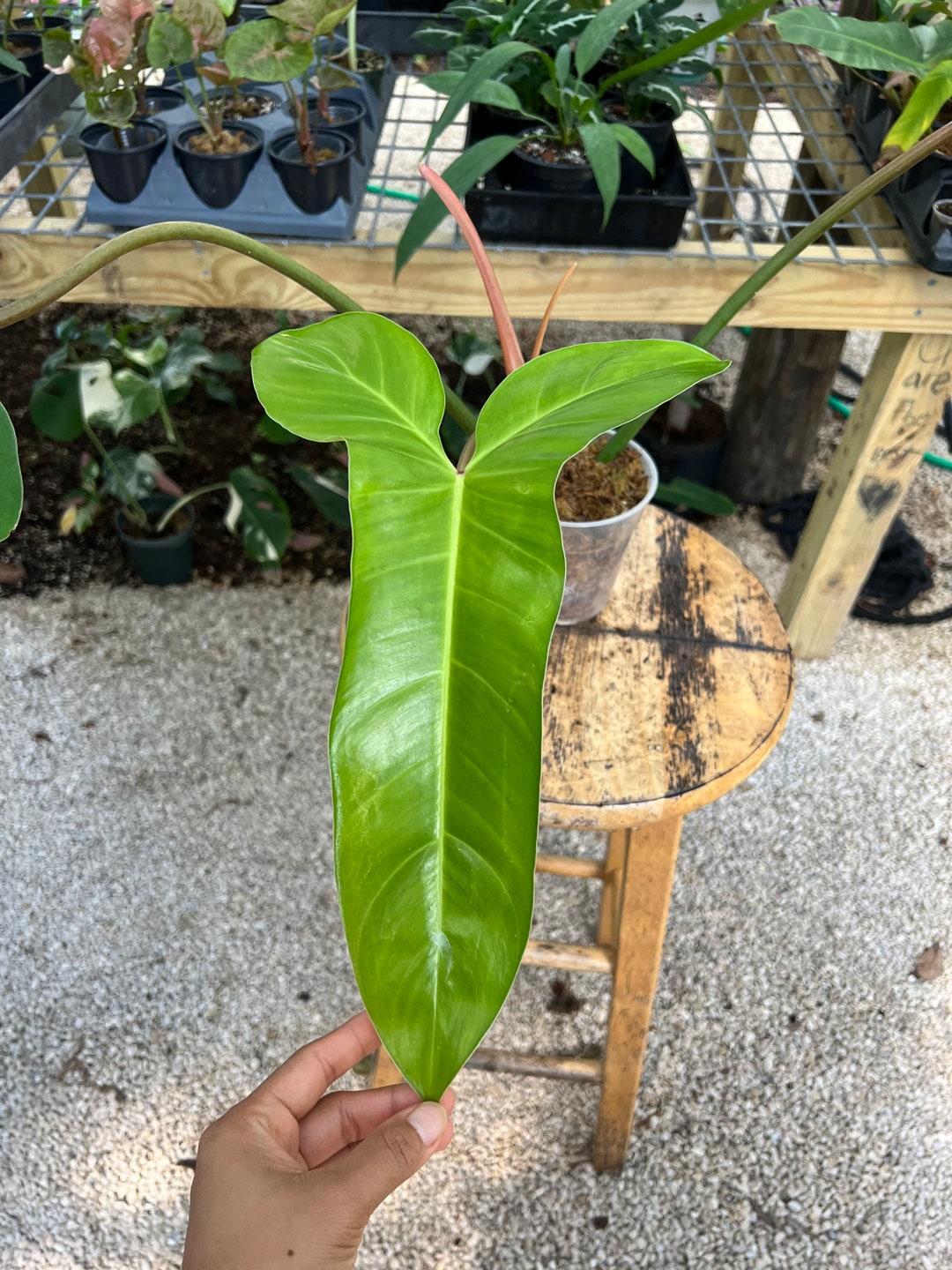 Large Philodendron Mexicanum / Free Shipping / Etsy
