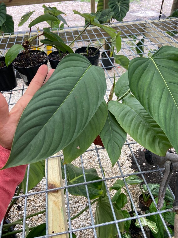 Philodendron Genevievianum | FREE SHIPPING | From Christina08garden - Etsy  Ireland