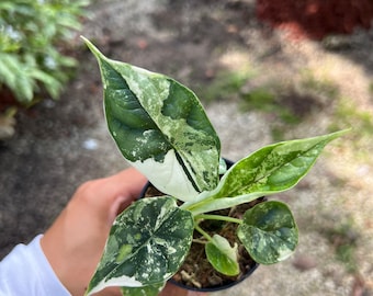 Alocasia Baginda Dragon Scale Variegated | Christina08Garden | On Sale | Ship: Monday & Tuesday