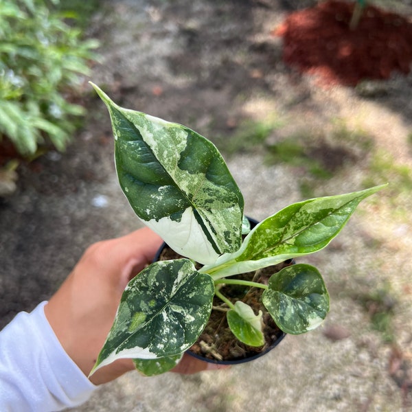 Alocasia Baginda Dragon Scale Variegated | Christina08Garden | On Sale | Ship: Monday & Tuesday