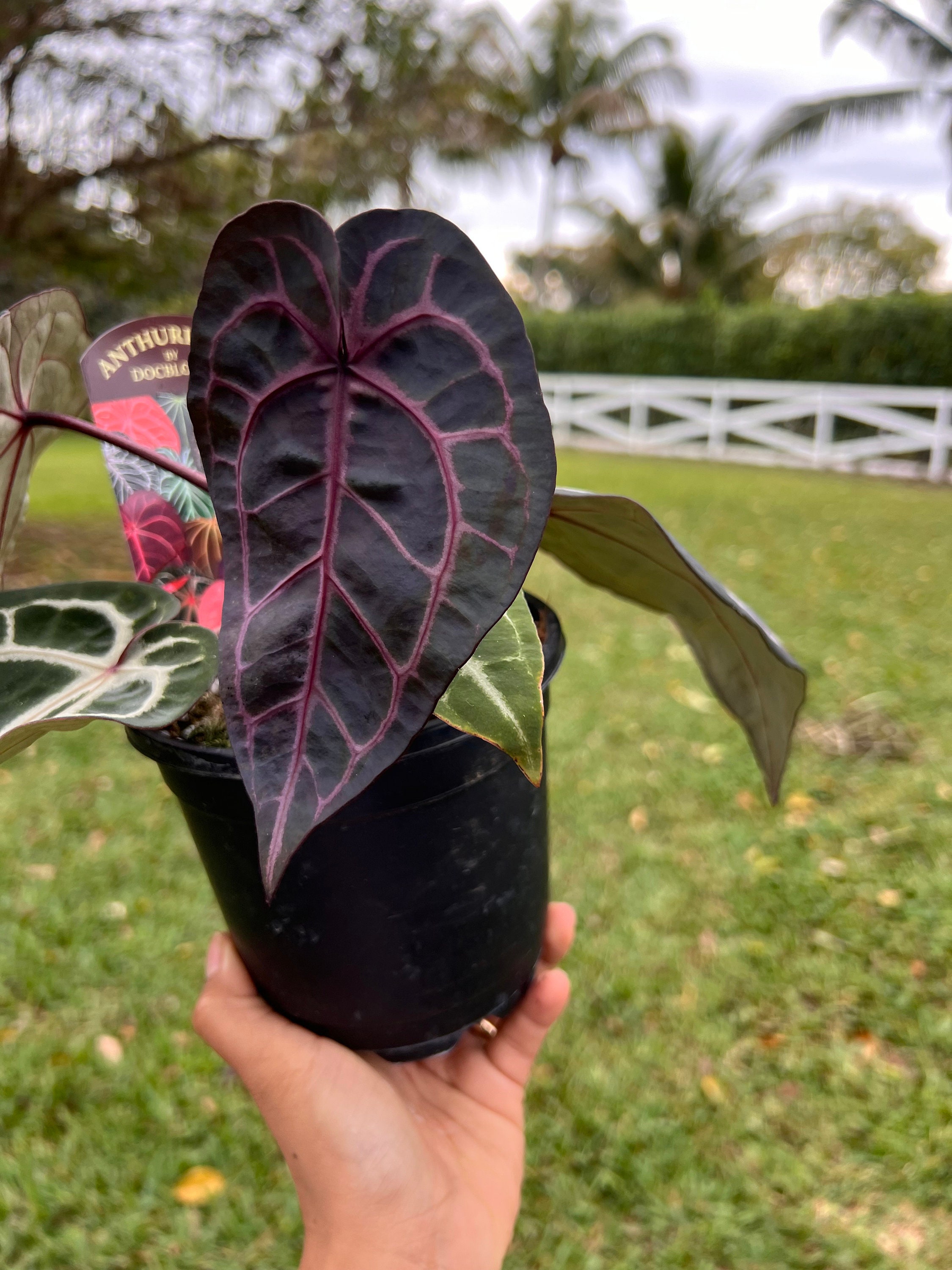 Anthurium Red Velvet Cake x Zara Doc Block with authenticity