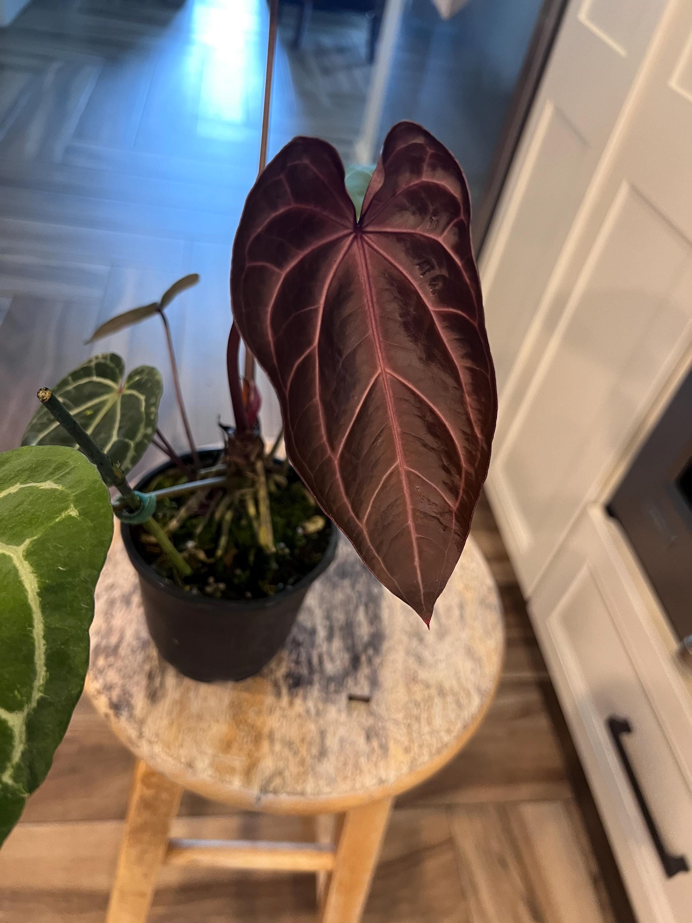 Anthurium besseae red veins no.1 夏用梱包 Anthurium KOS HU red veins Very nice emergeny with red veins