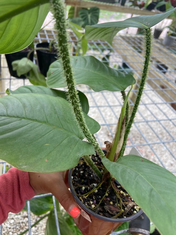 Philodendron Genevievianum | FREE SHIPPING | From Christina08garden - Etsy  Ireland