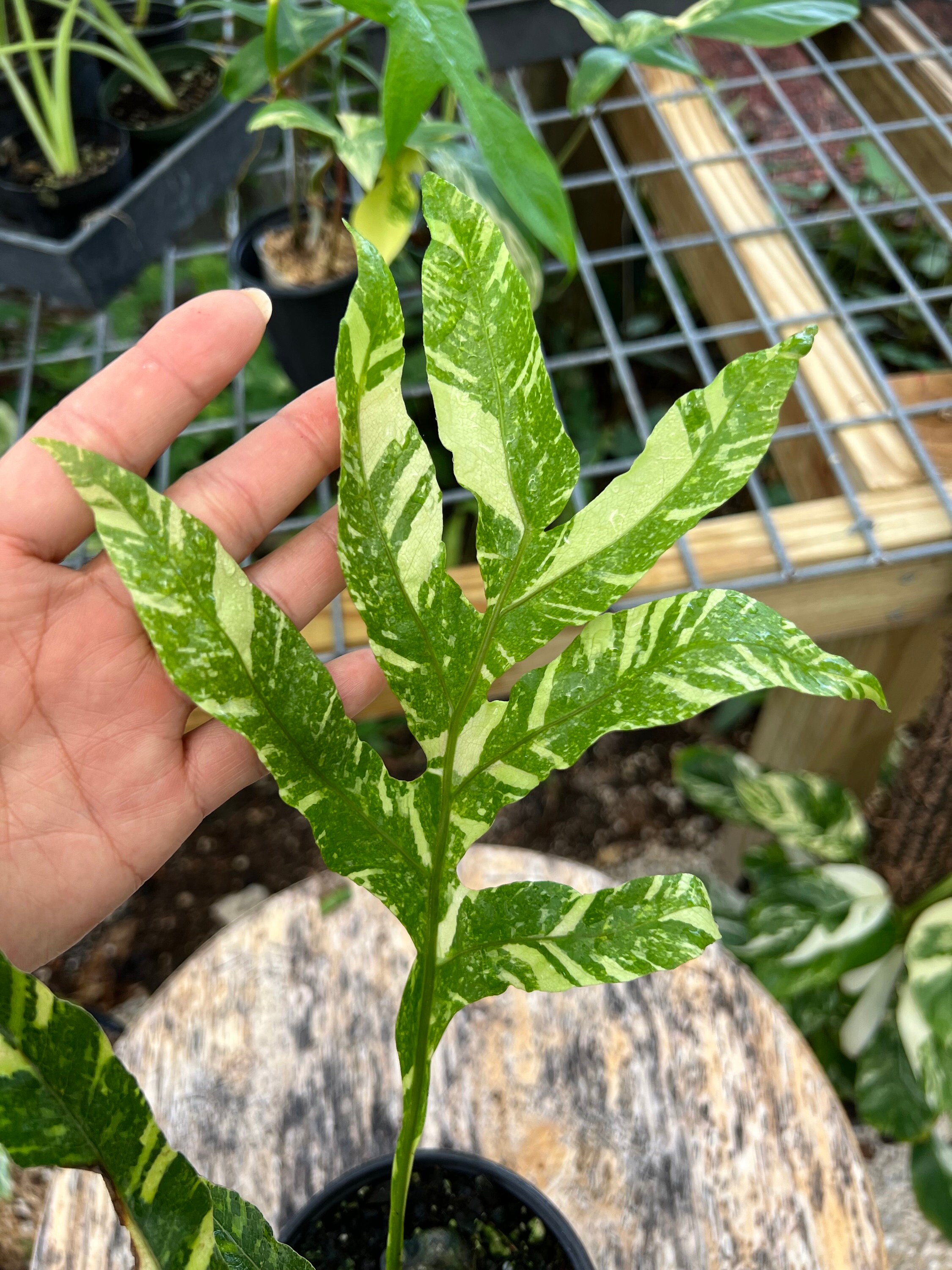 Drynaria Quercifolia Variegated | Fern Plant | FREE SHIPPING