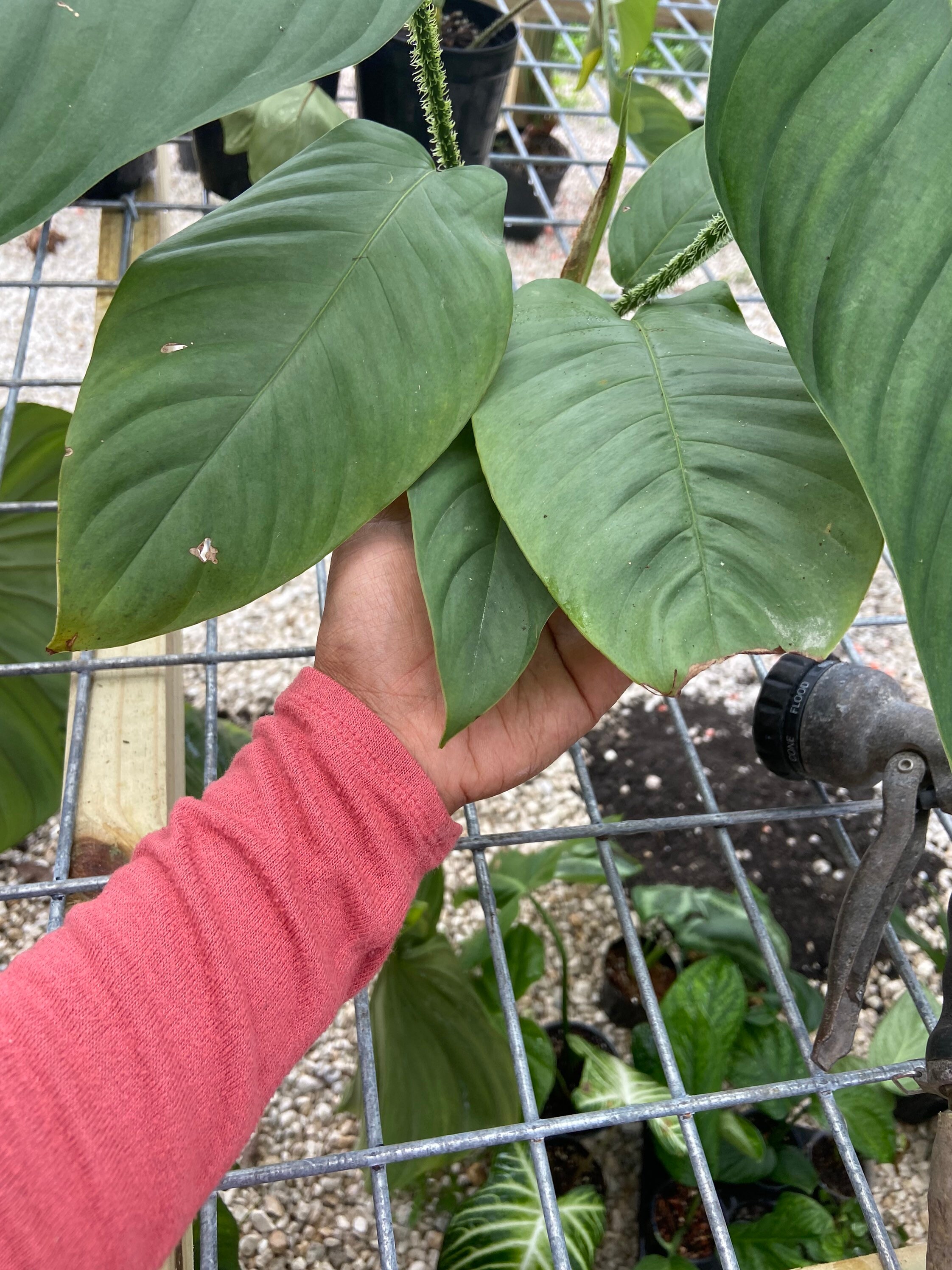 Philodendron Genevievianum | FREE SHIPPING | From Christina08garden - Etsy  Ireland
