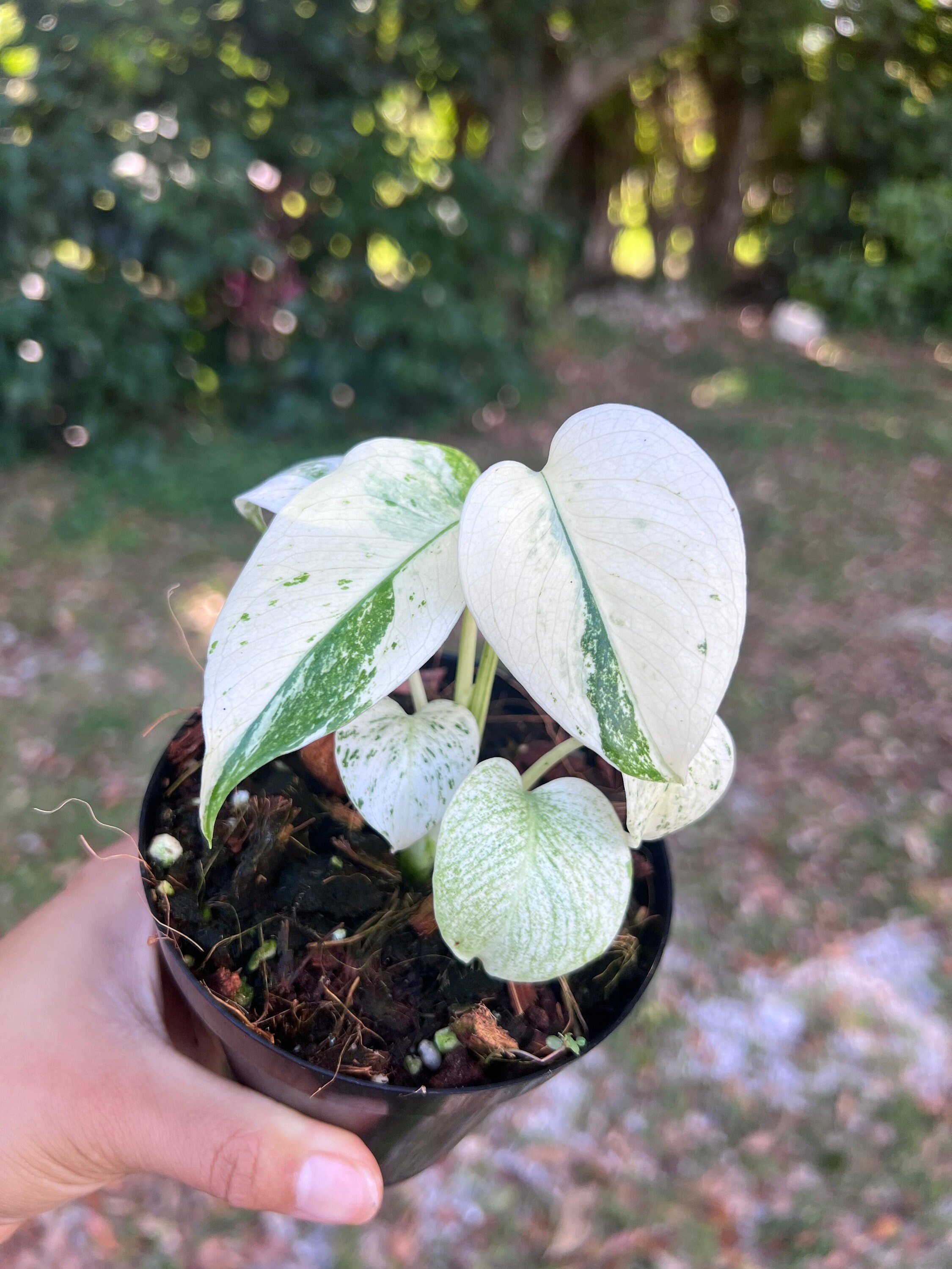 【希少】Monstera Borsigiana Mint 超絶希少】Monstera Borsigiana full Mint