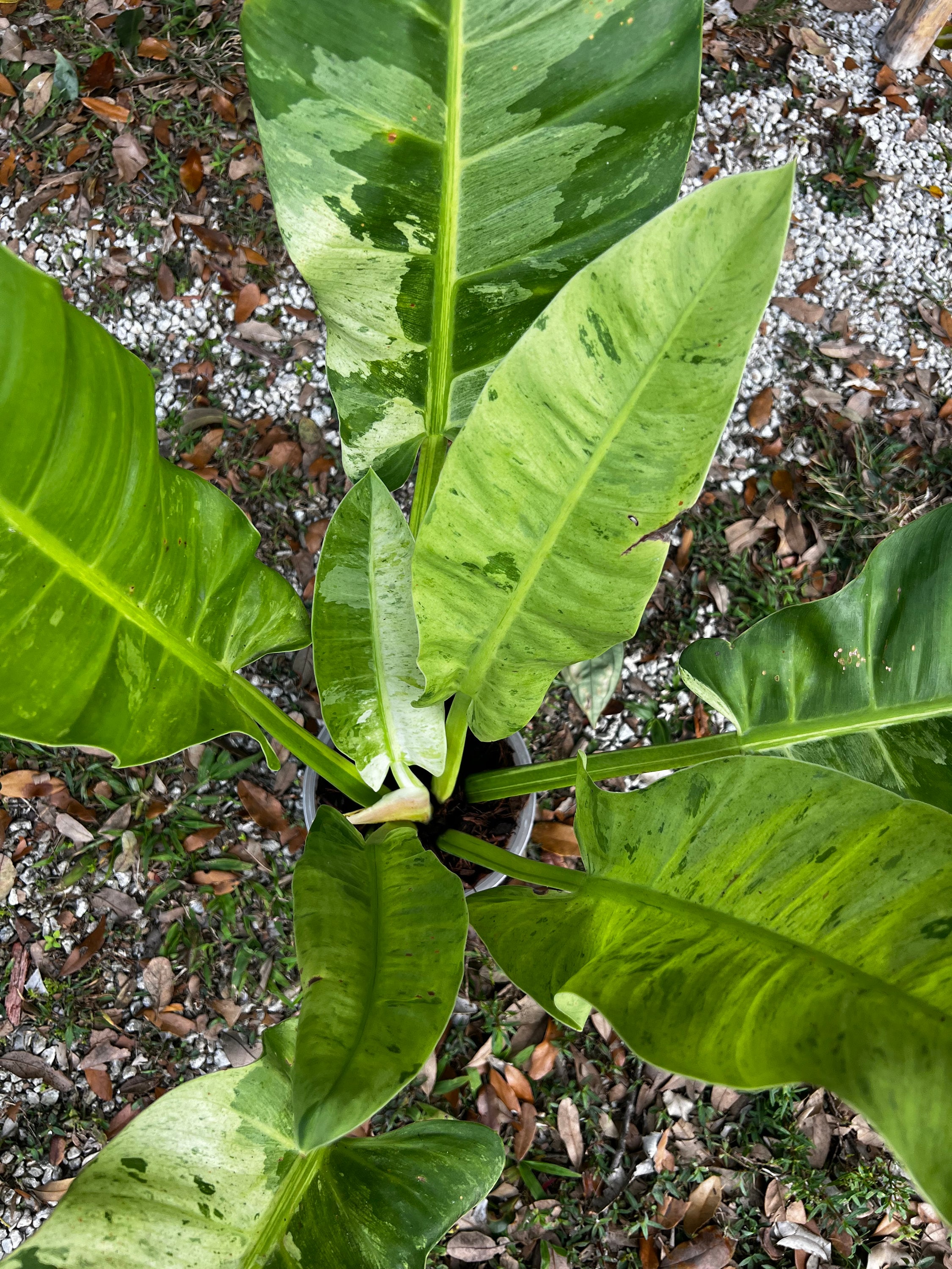 philodendron camposportoanum mature Philodendron Camposportoanum