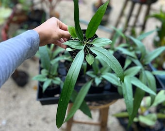 Anthurium vittarifolium / From: Christina08Garden | On Sale