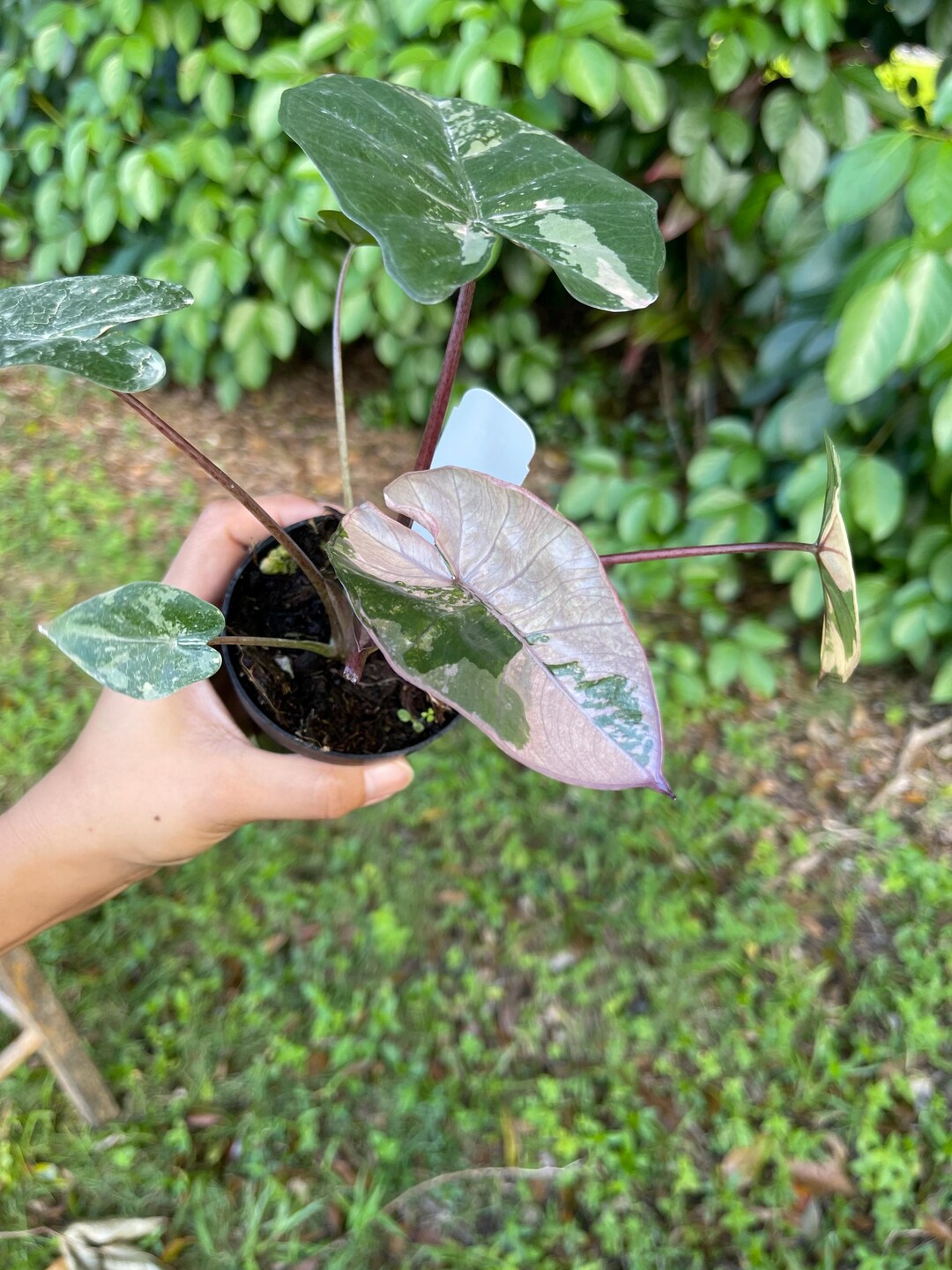Alocasia Yucatán Princess Christina08garden From Florida Ship Monday