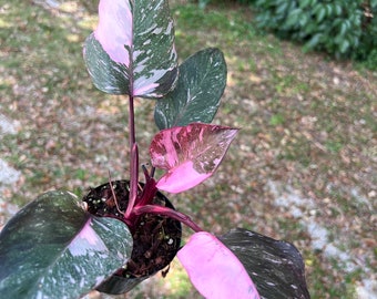 Philodendron Pink Princess Marbel variegated / Christina08Garden | On Sale | Ship Monday & Tuesday